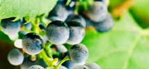 Grapes on the vine